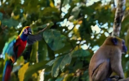 Parrot and Monkey