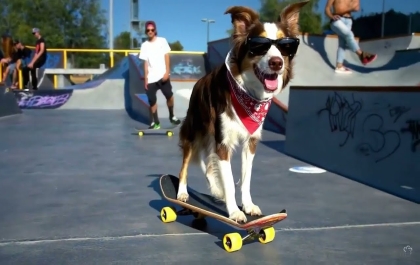collie stands on skateboard