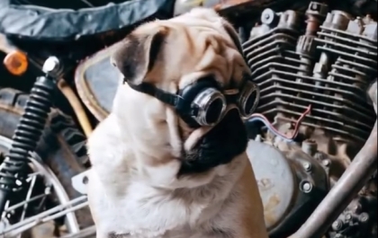 Sora Latest Video: Dogs with goggles