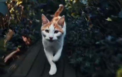Sora last video: Orange and white tabby cat