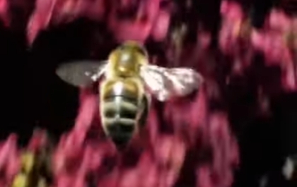 Sora最新视频：蜜蜂俯冲穿过美丽花田的 POV 视频